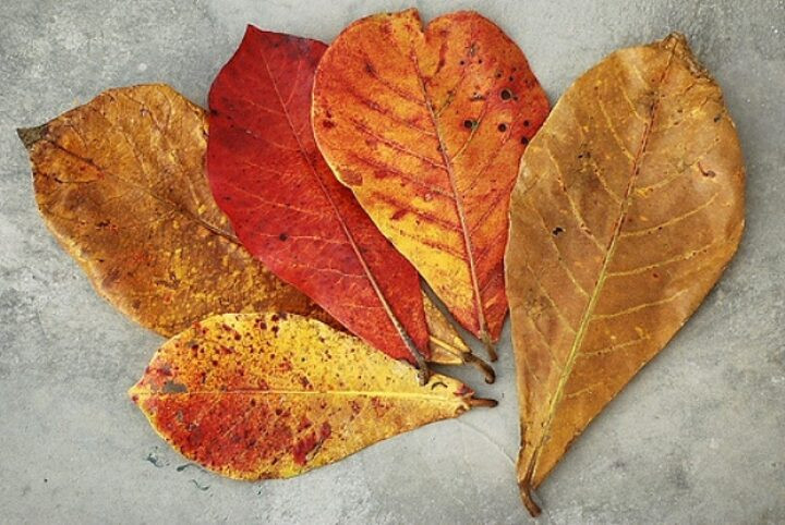 Công dụng của lá bàng khô