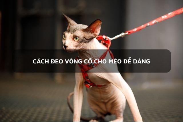 Mèo Ai Cập được đeo vòng cổ
