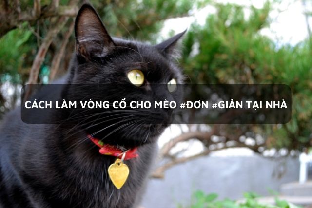 Tự làm vòng cổ cho mèo khắc tên cực #DỄ #DÀNG ngay tại nhà