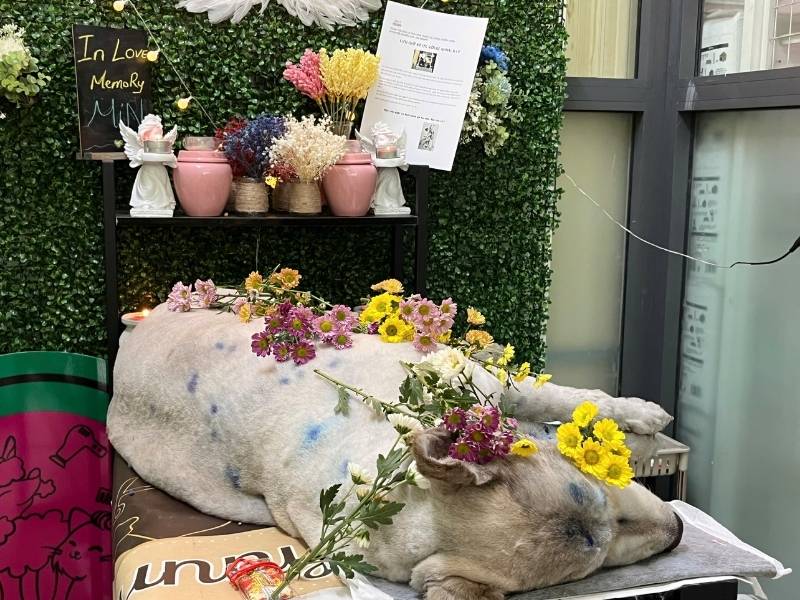 chó có được đầu thai không