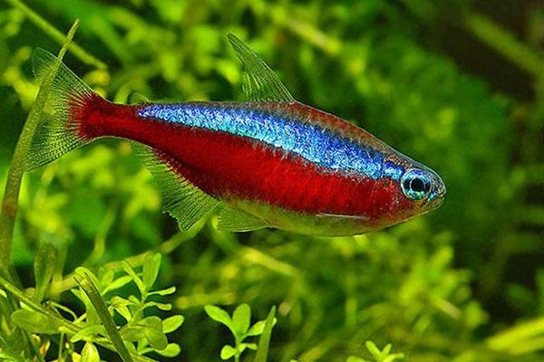 25 loài cá cảnh đẹp nhất thế giới đủ làm sống động cho bể cá của bạn - 4