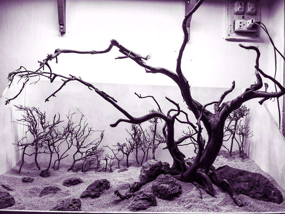 Cách làm sạch gỗ lũa an toàn 2