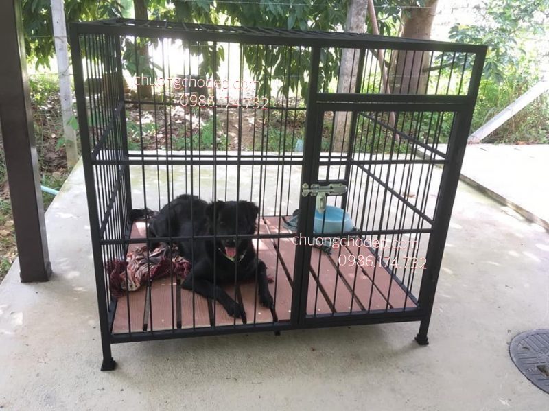 chuong-sat-cho-cho-ta