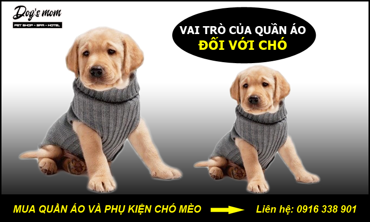 Hướng dẫn cách may quần áo cho thú cưng [20+ mẫu quần áo chó mèo đẹp]