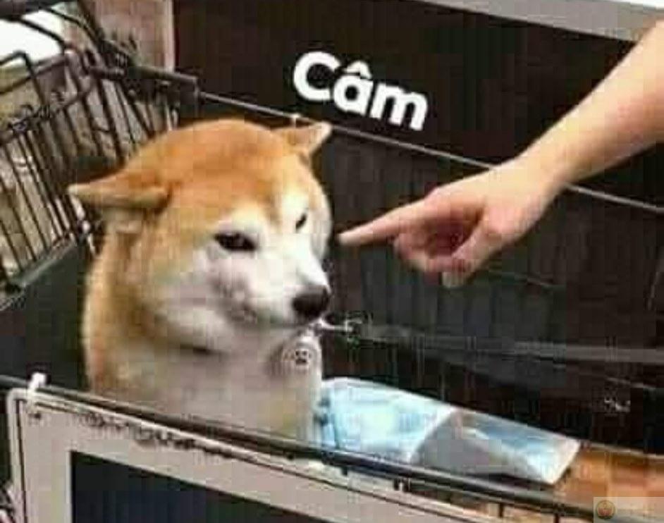 Đừng nói nữa, mạng đã đủ loạn lắm rồi