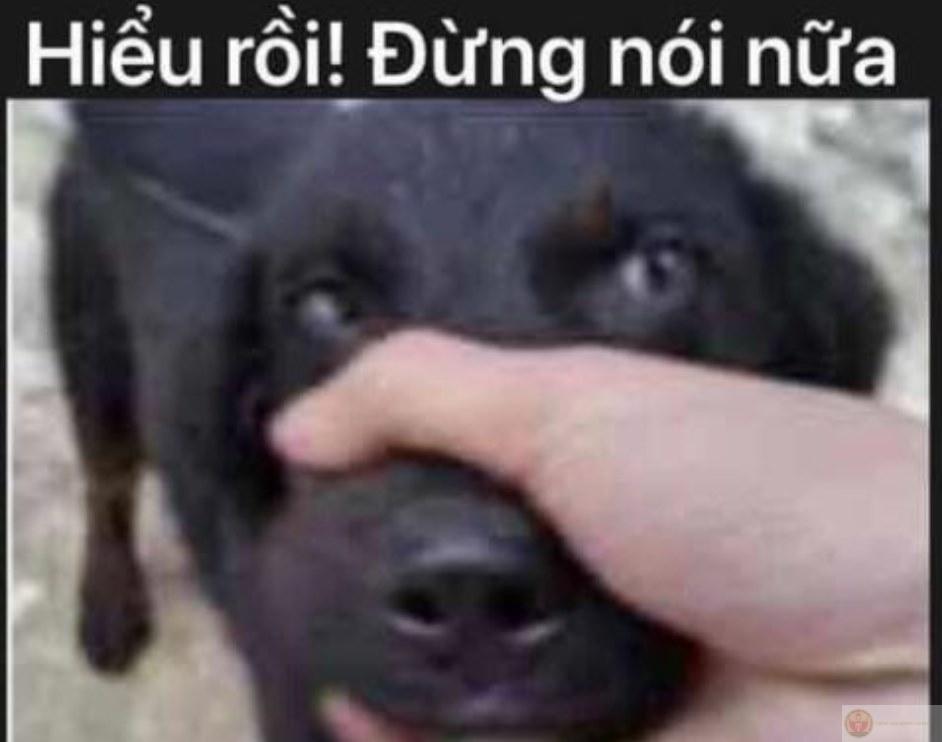 Im coi, cái não mày đang gây nhiễu