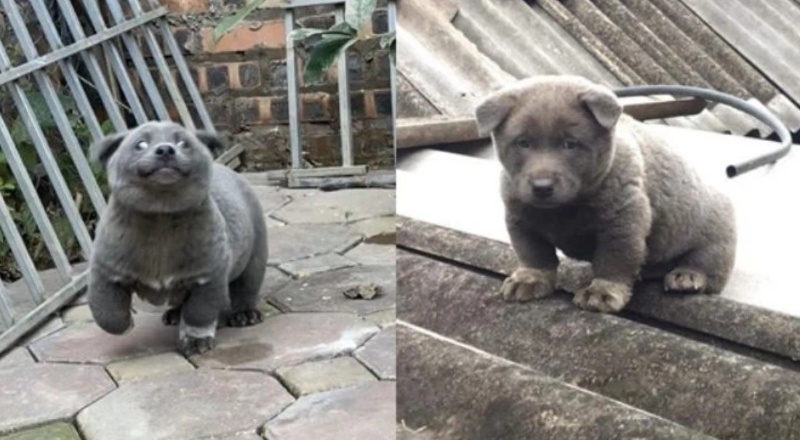 Thành viên chó dễ thương