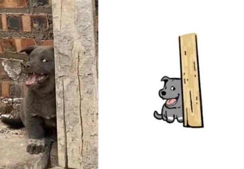 Chó ăn cắp meme