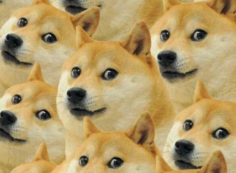 Memes con chó vui nhộn