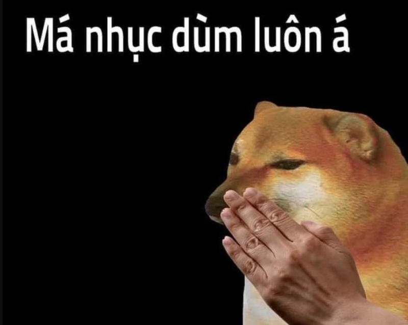 Con chó đẹp meme