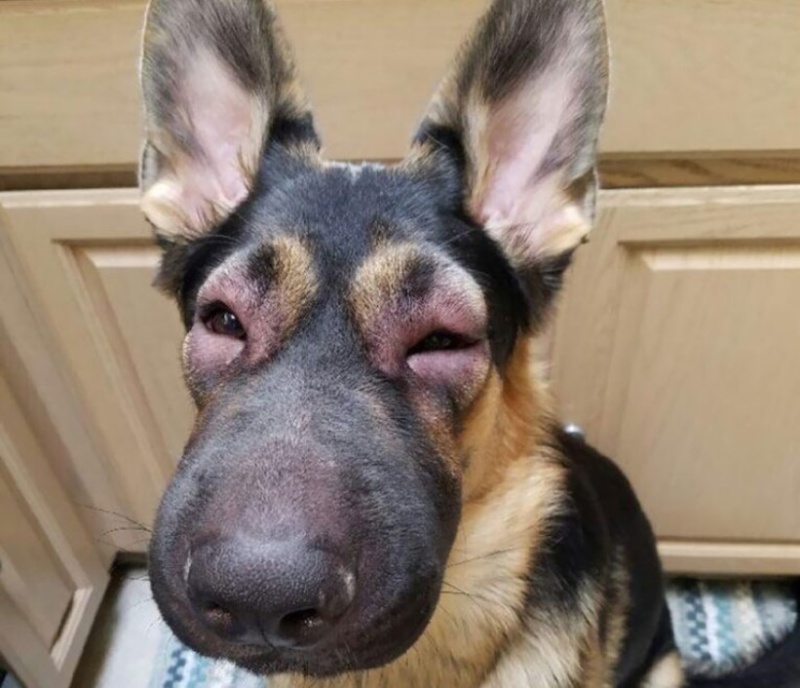 Memes con chó vui nhộn