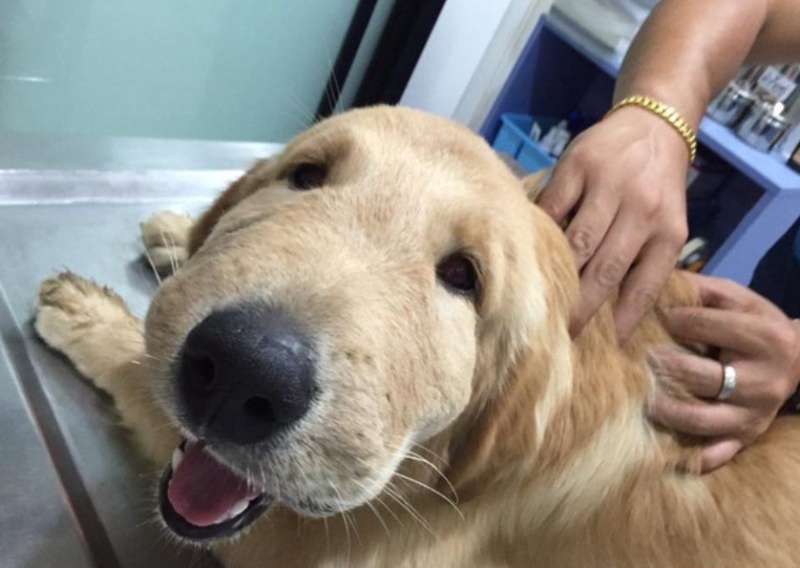 Memes con chó vui nhộn