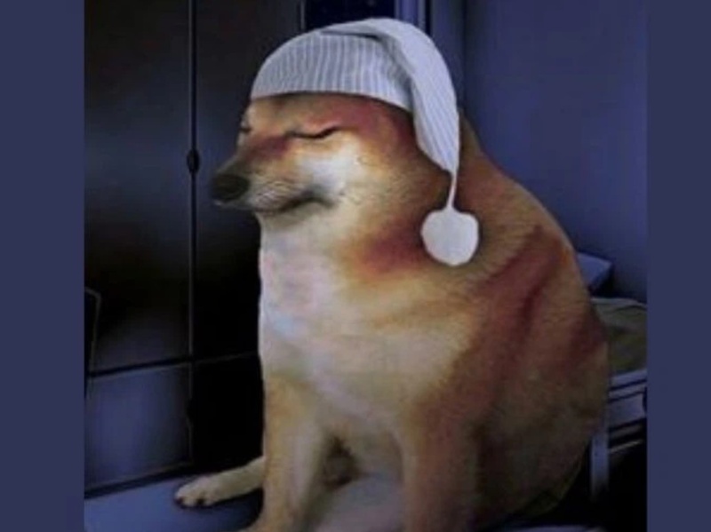 Con chó đẹp meme