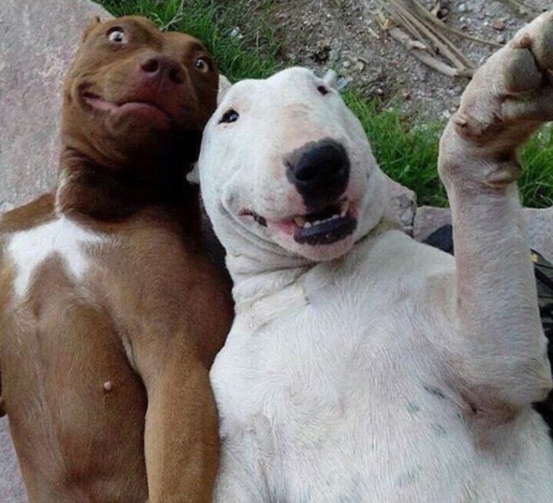 Con chó đẹp meme