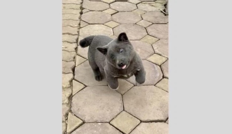 Meme của chó cho thấy tay