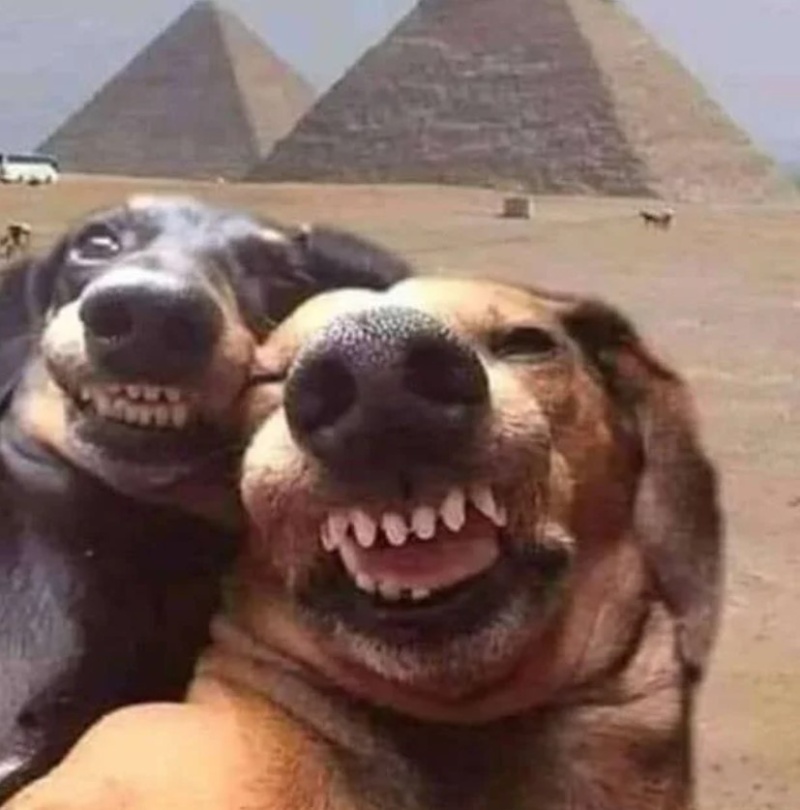 Con chó meme cười đẹp