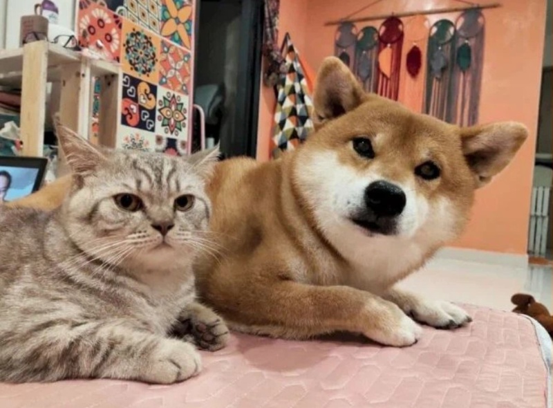 Con chó meme cười vui nhộn