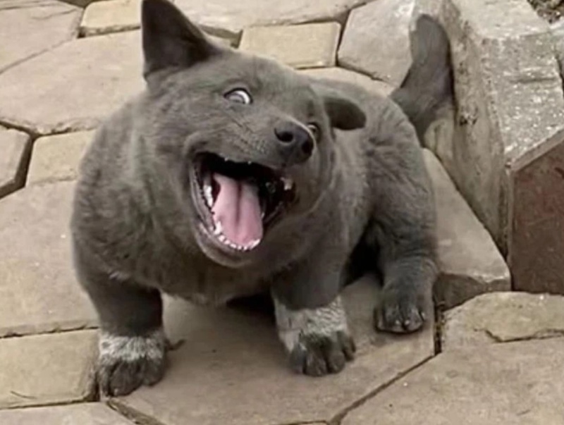 Memes con chó buồn