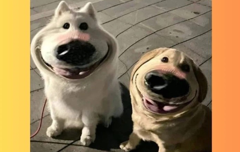 Chó cho thấy memes