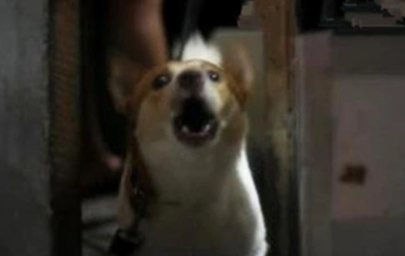 Memes con chó buồn