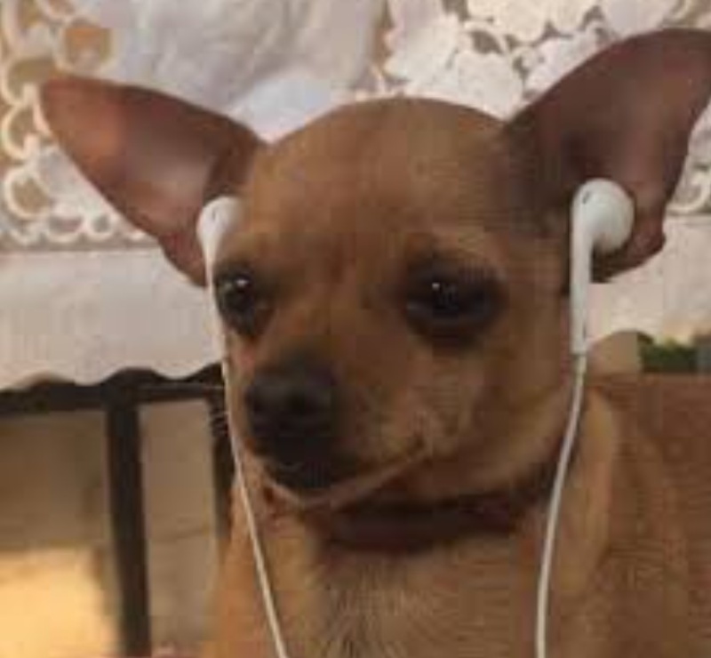 Những con chó meme hài hước