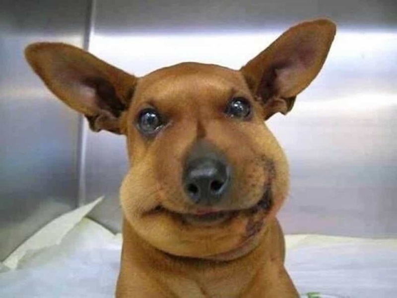 Meme Dog bị BEE hài kịch đâm