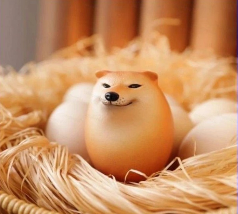 Meme Dog bị BEE hài kịch đâm