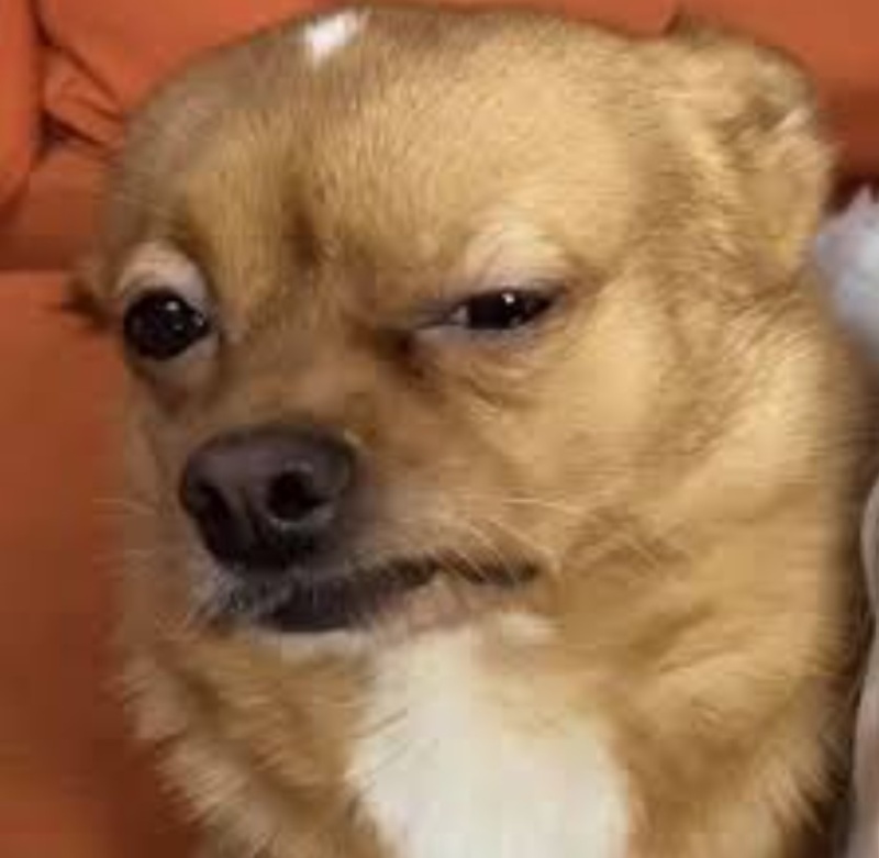 Chó meme bị ong đâm