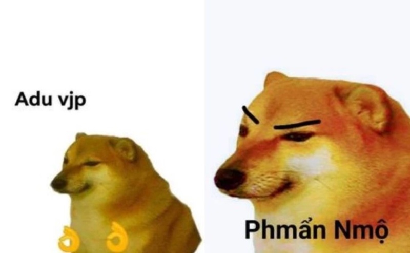 Chó meme bị ong đâm