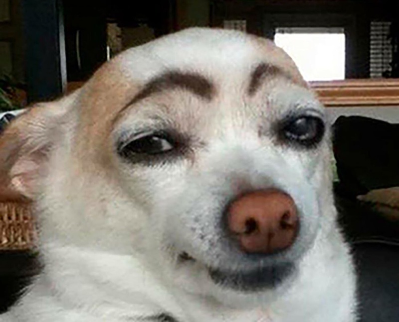 Chó cho thấy memes