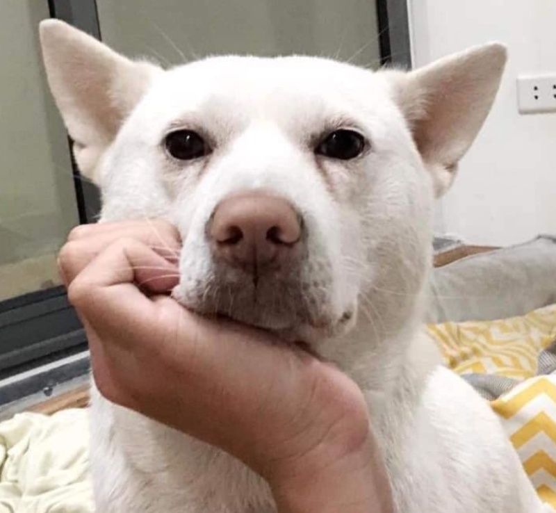 Thành viên chó dễ thương