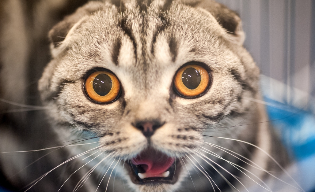 80+ Meme mèo cười nhếch mép, cùng loạt biểu cảm hài hước khó đỡ