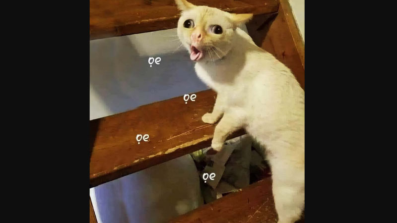 anh-meme-meo-8