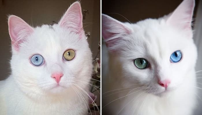 mèo khao manee sở hữu 2 màu mắt đặc biệt