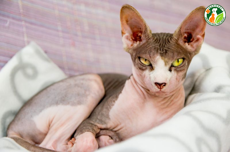Mèo Ai Cập (Sphynx): Bí mật về loài mèo không lông độc đáo