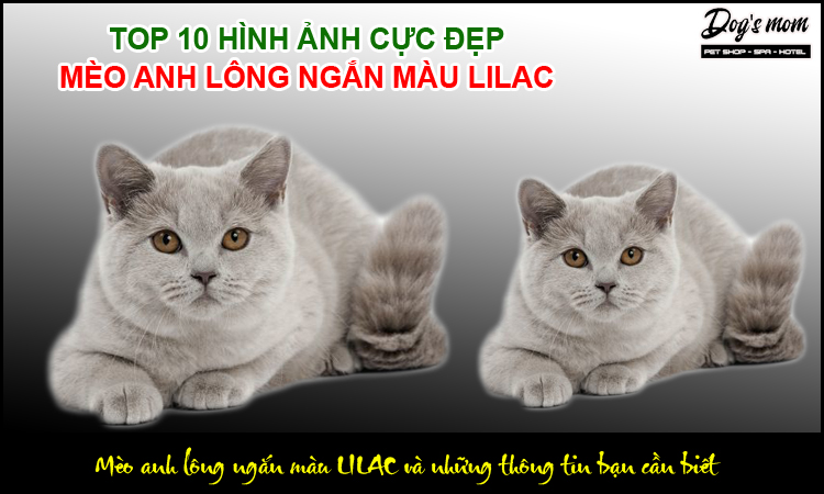 Những đặc điểm nhận dạng mèo anh lông ngắn màu Lilac