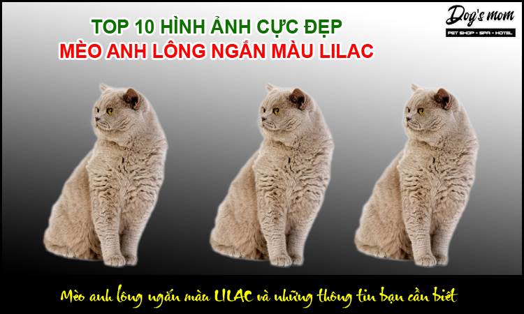 Những đặc điểm nhận dạng mèo anh lông ngắn màu Lilac