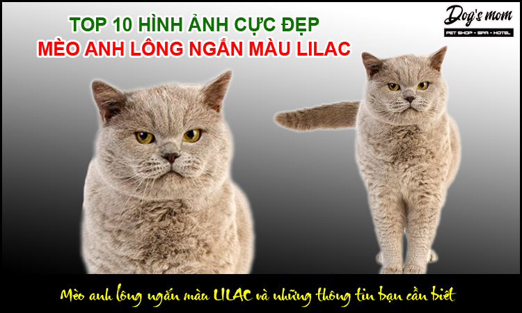 Những đặc điểm nhận dạng mèo anh lông ngắn màu Lilac