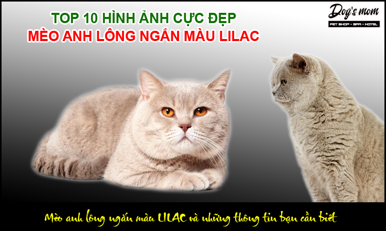 Những đặc điểm nhận dạng mèo anh lông ngắn màu Lilac