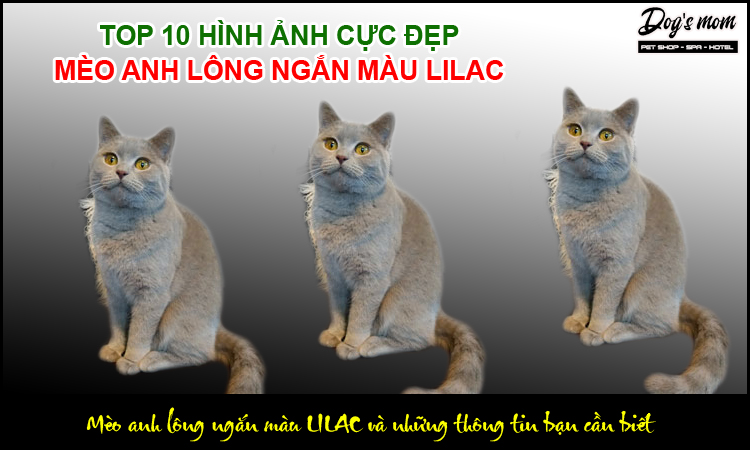 Những đặc điểm nhận dạng mèo anh lông ngắn màu Lilac