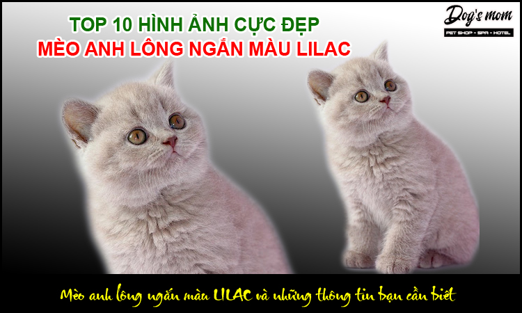 Những đặc điểm nhận dạng mèo anh lông ngắn màu Lilac