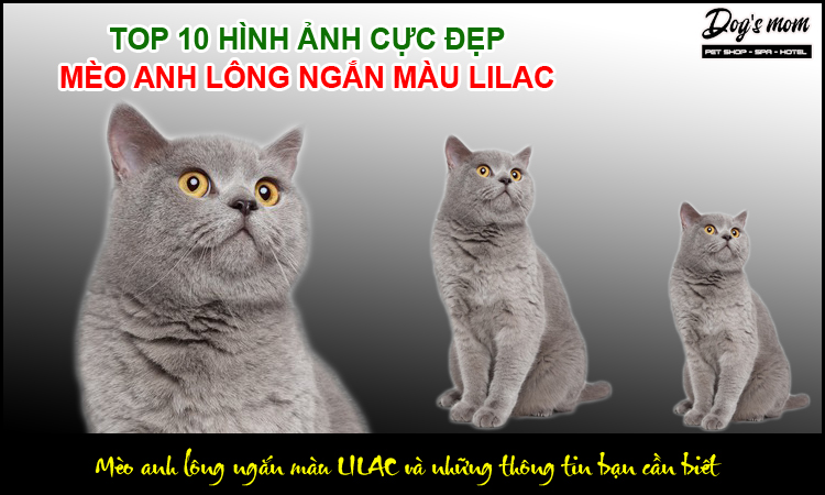 Những đặc điểm nhận dạng mèo anh lông ngắn màu Lilac