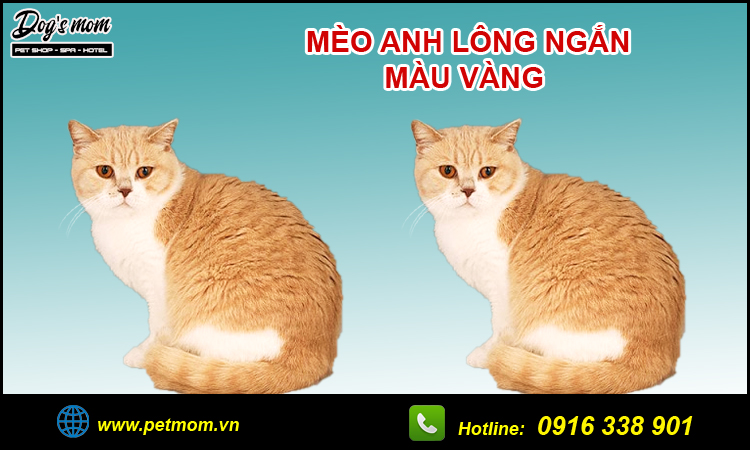 Mèo anh lông ngắn màu vàng giống lai đặc biệt được yêu thích hiện nay
