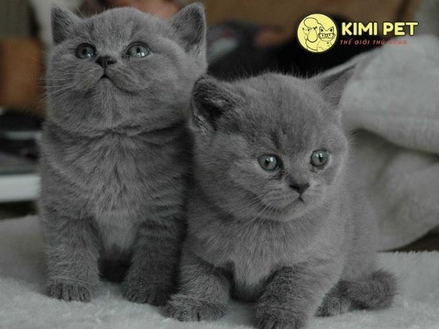 2 bé mèo con anh lông ngắn đáng yêu