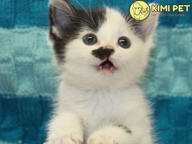 Mèo con đáng yêu