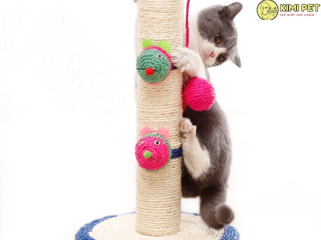 Mèo Anh lông ngắn giá bao nhiêu và những chi phí khi nuôi