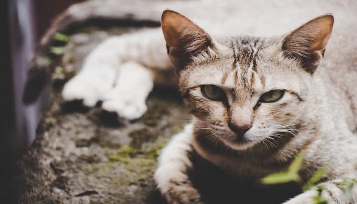 nguồn gốc ra đời của mèo tabby