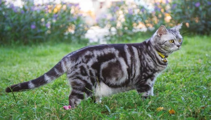 mèo mỹ lông ngắn tabby