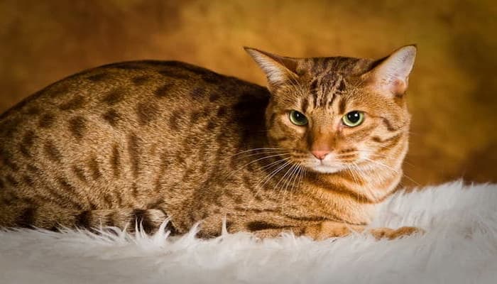 mèo ocicat tabby