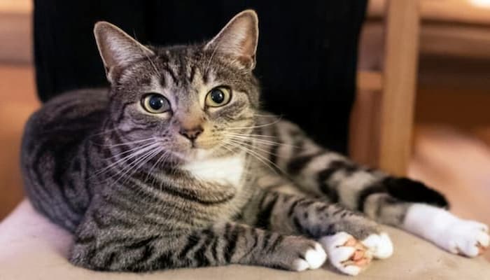 cách chăm sóc và nuôi mèo tabby